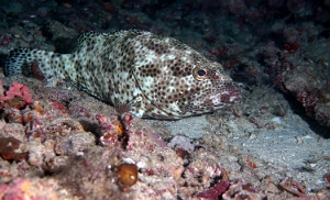 Maldives 2021 - Merou a quatre selles - Foursaddle grouper - Epinephelus spilotoceps - DSC00483_rc